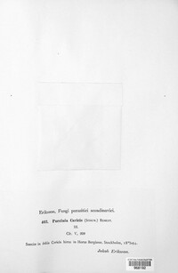 Puccinia caricis image